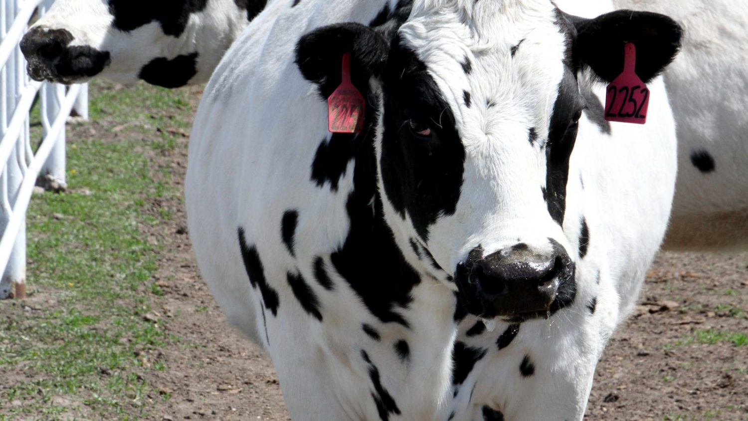 Why Scientists Fused Human DNA into Cows?