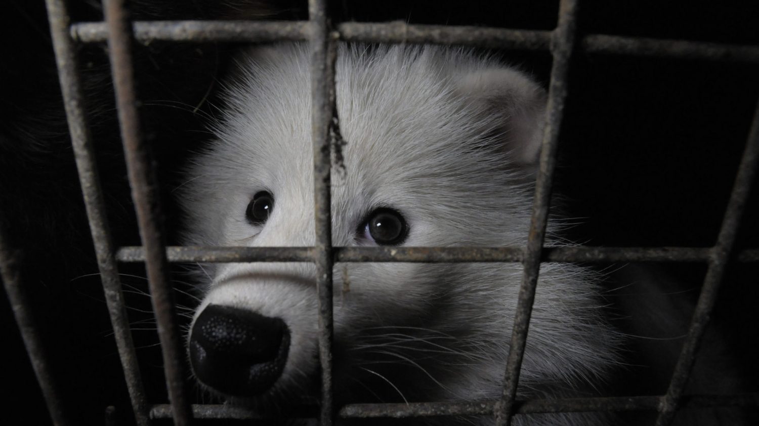 Fur farming a ‘viral highway’ that could spark the next pandemic, say scientists.