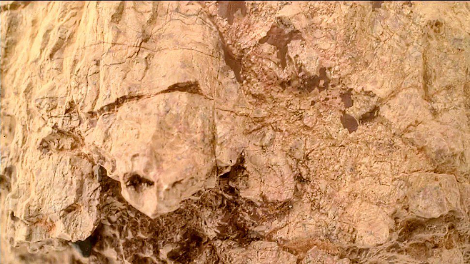 Mars Rover Finds a Turtle in Ancient Rocks