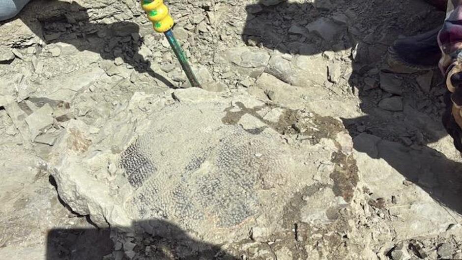 Wyoming Child Discovers Rare 48 Million Year Old Turtle Fossil in Green River Formation
