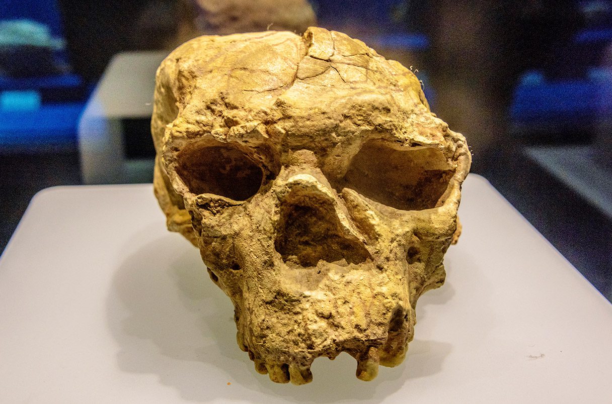The 1.77 Million Year Old Yunxian Skulls Rewriting Human History in Asia
